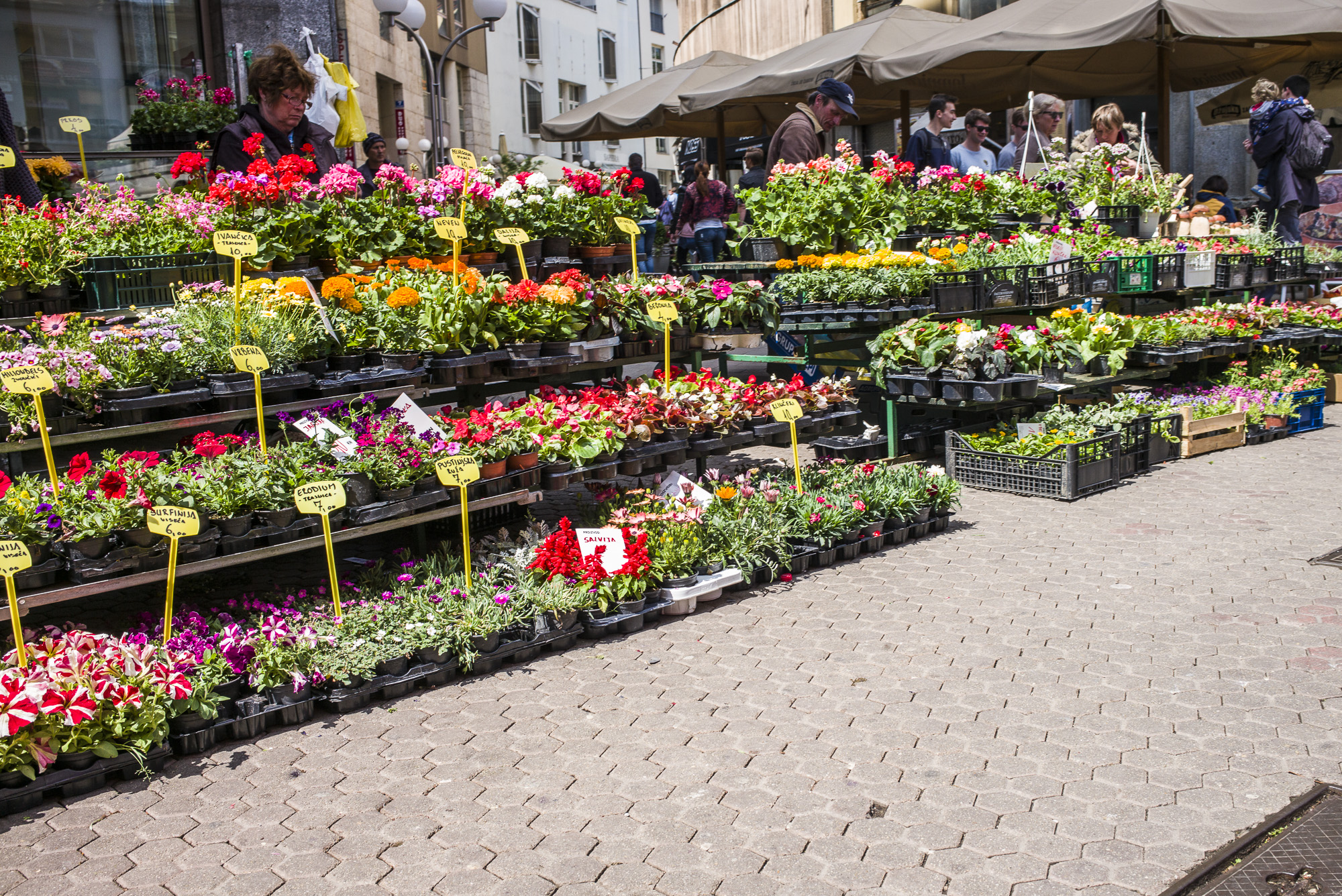 Flower market