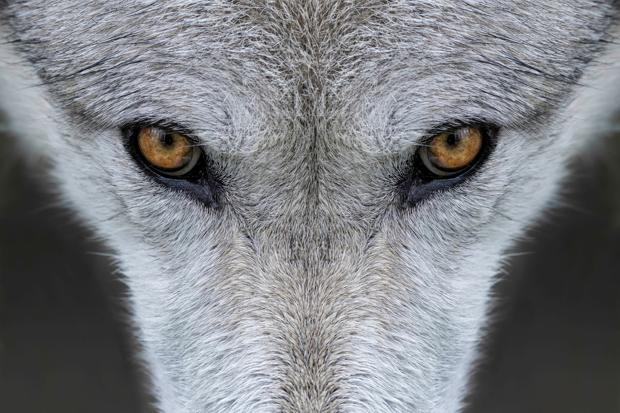 Yellowstone Wolf (photo credit to Getty Images)