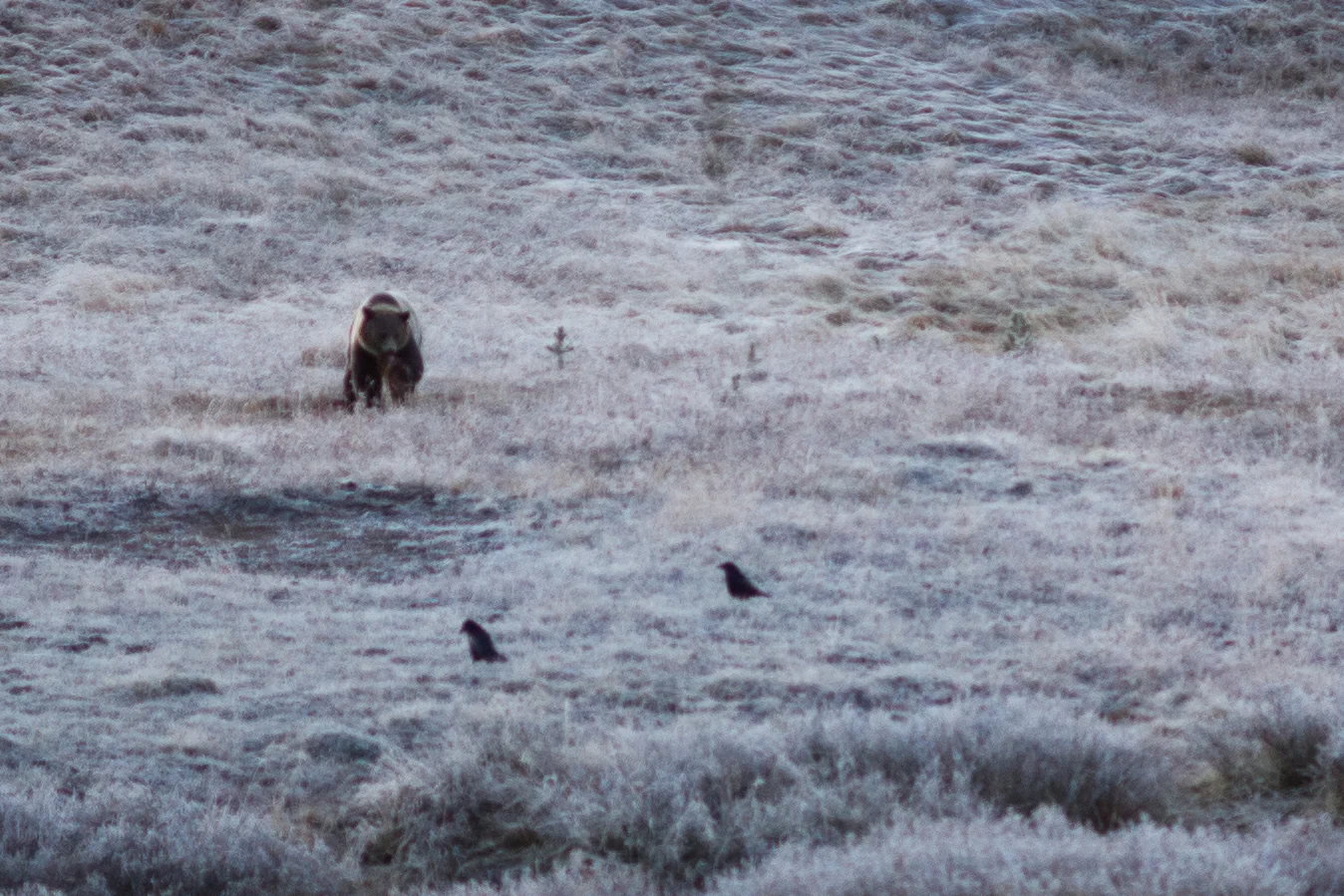 Wolf Tracking in Yellowstone — Travel Is Beautiful