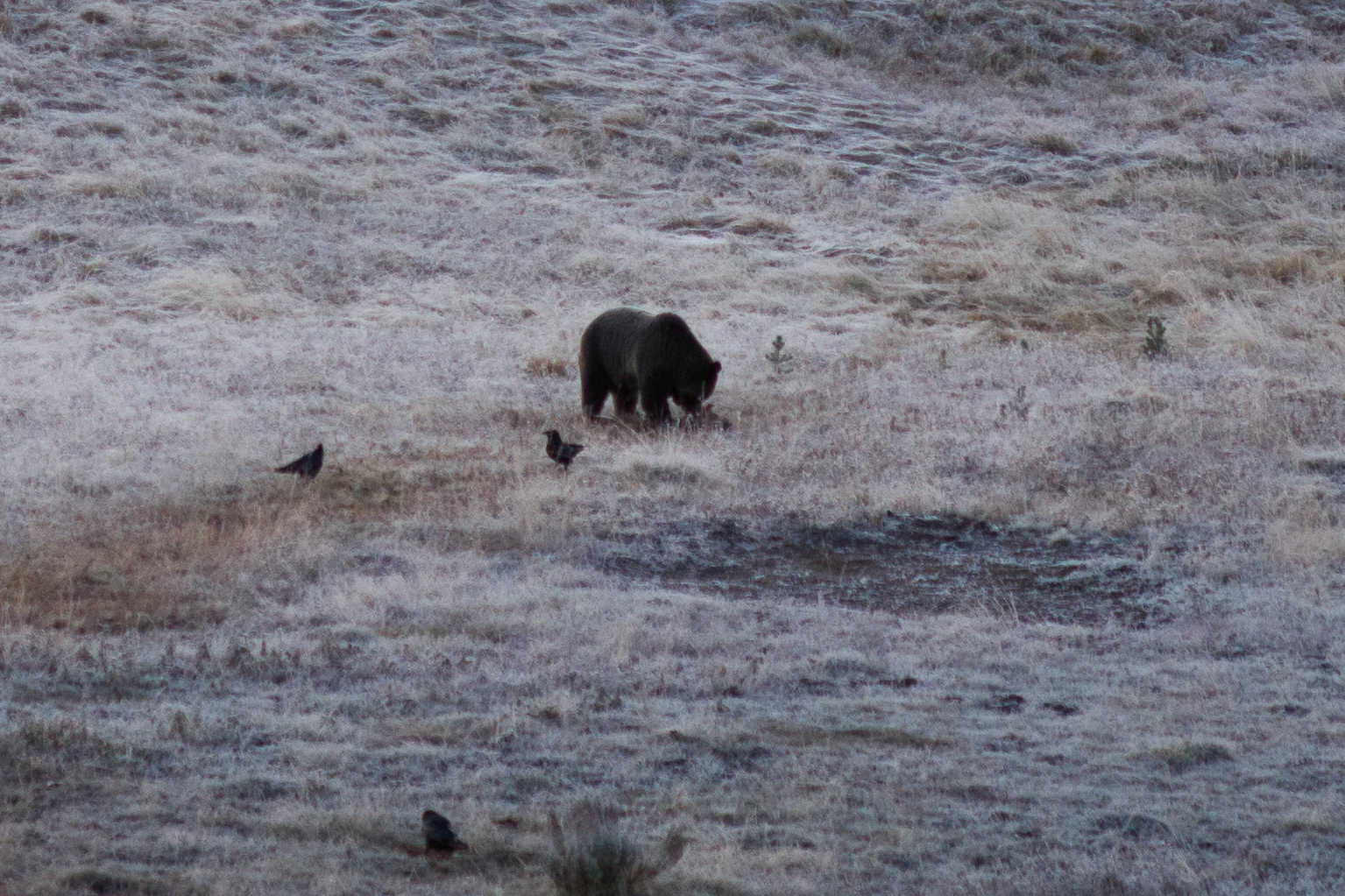 Wolf Tracking in Yellowstone — Travel Is Beautiful