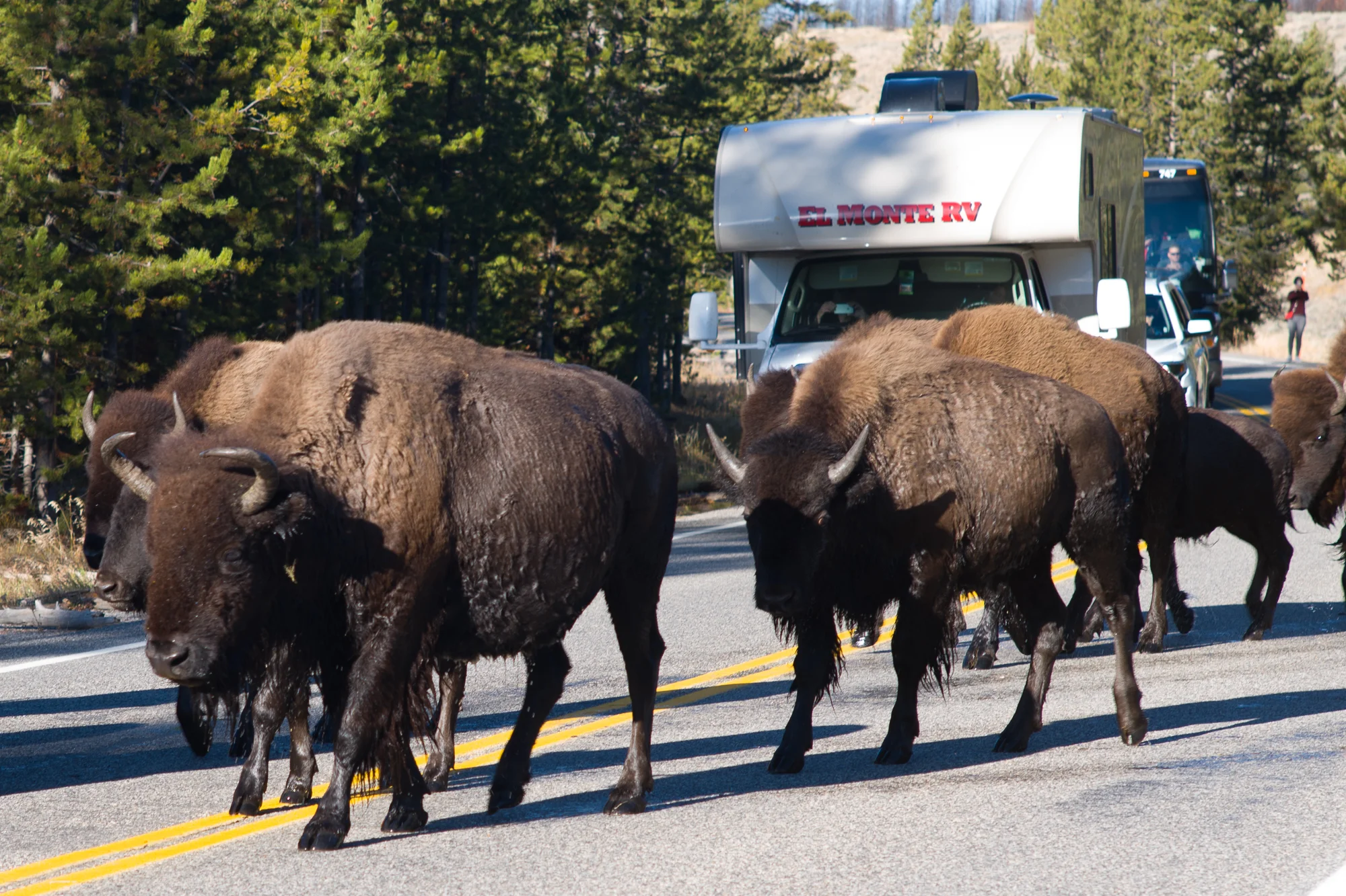Buffalo crossing the road in Yellowstone