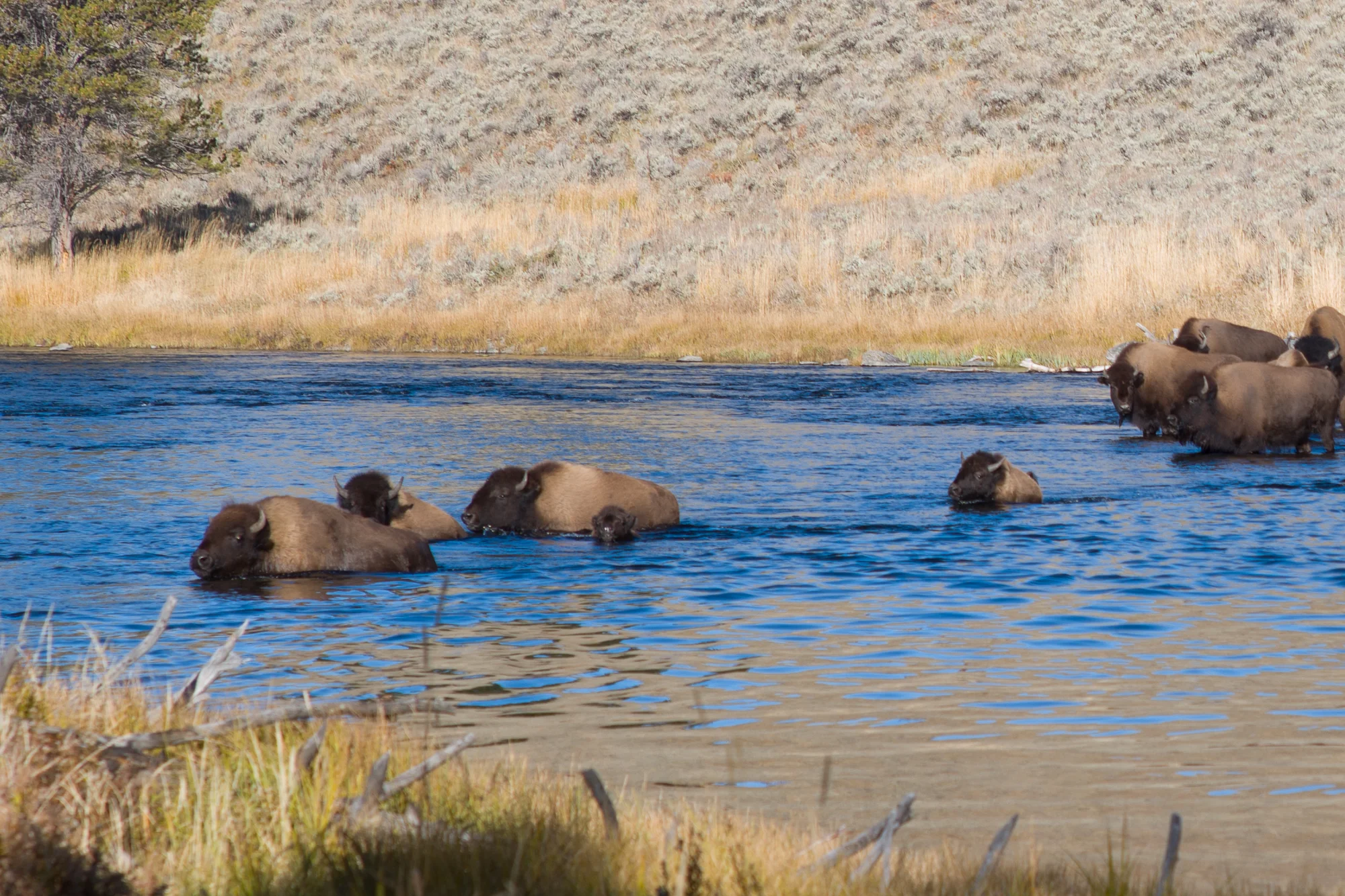 Buffalo crossing the Madison River