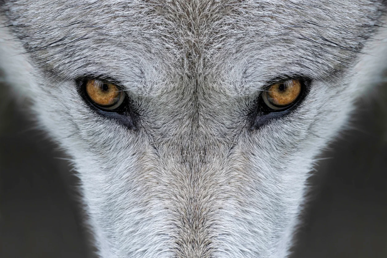 Wolf Tracking in Yellowstone