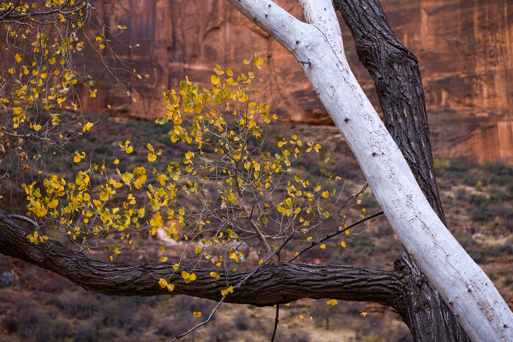 The colors of Zion