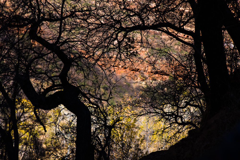 Abstract of Trees with Zion Colors