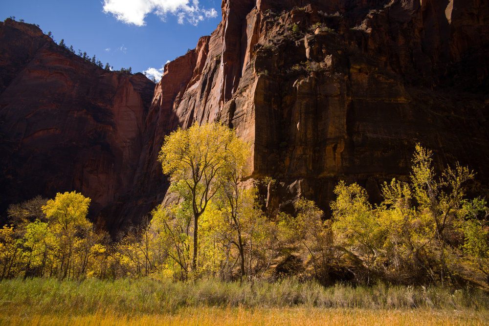 The autumn colors at Big Bend in Zion