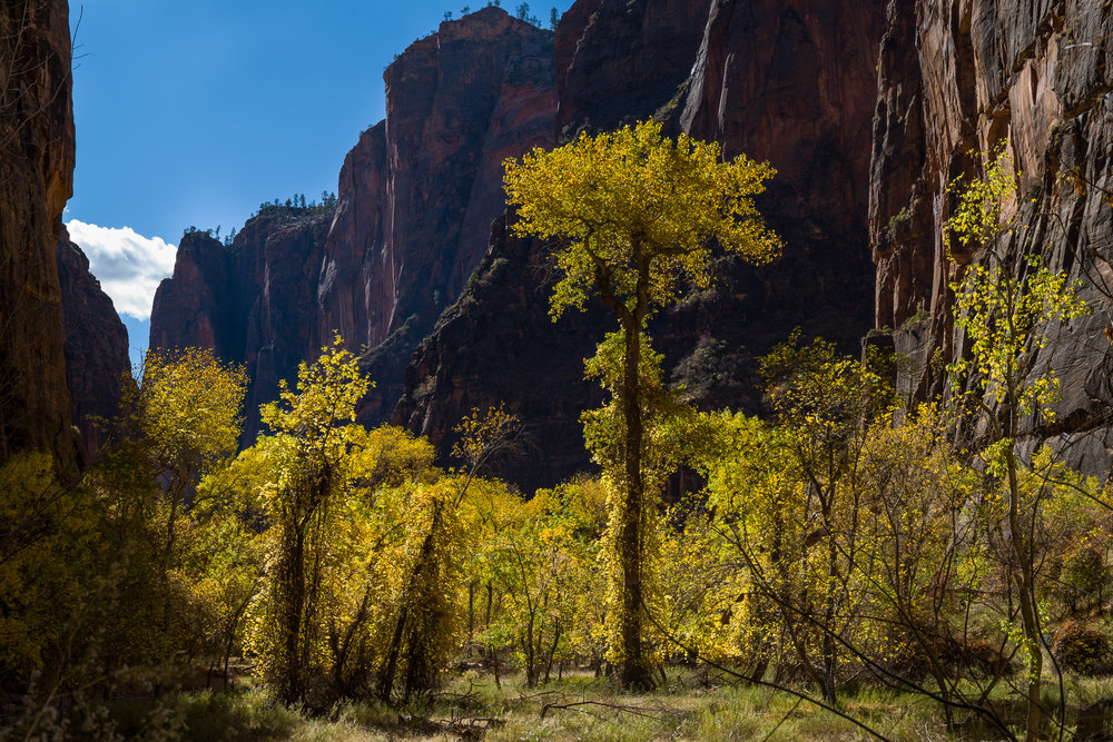 Autumn colors in Zion Canyon