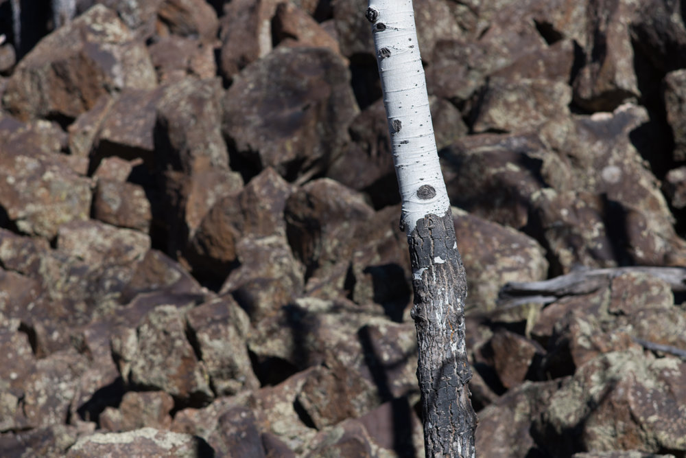 White Aspen with Black Basalt