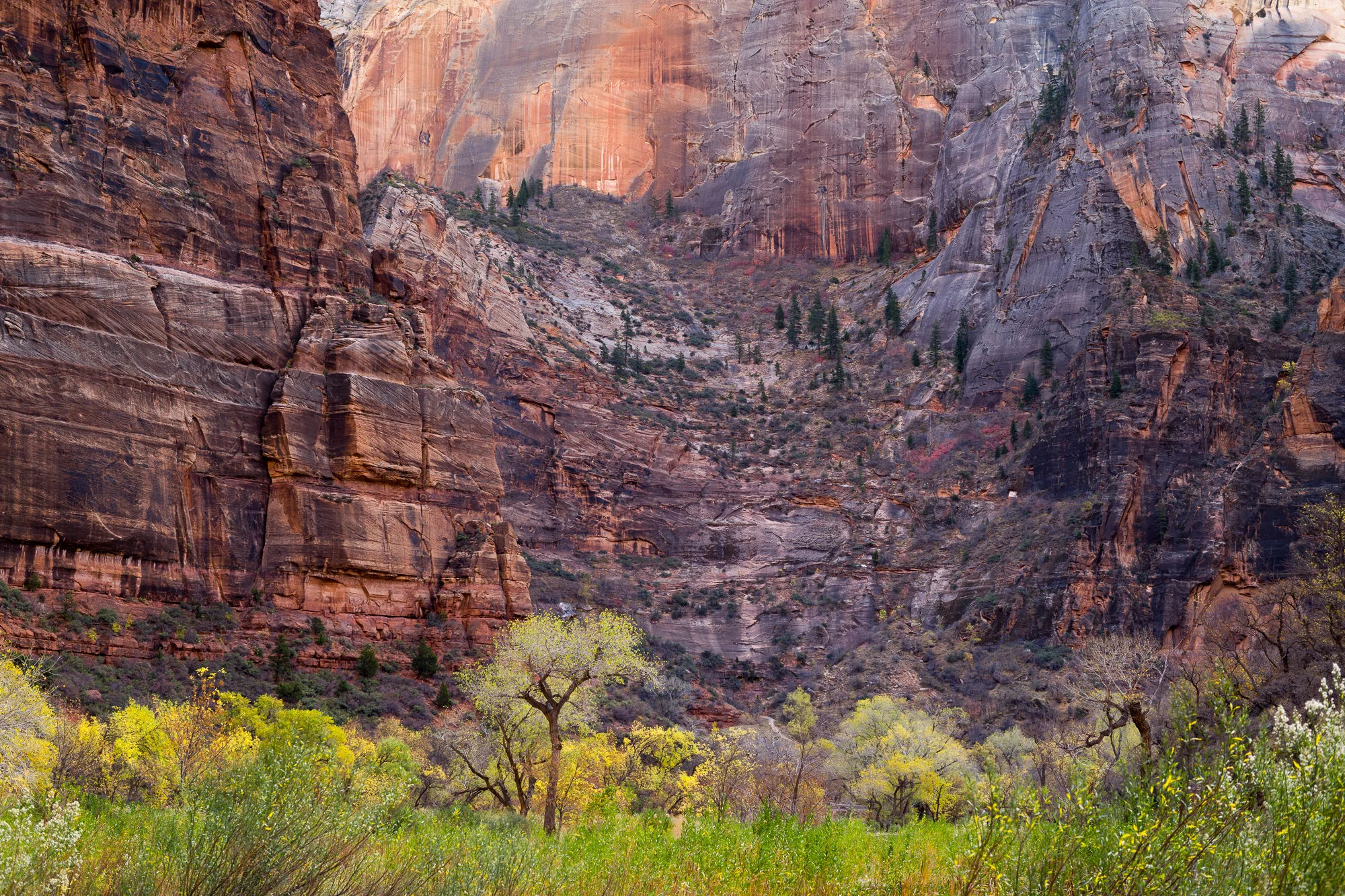 The valley floor at Big Bend in Zion