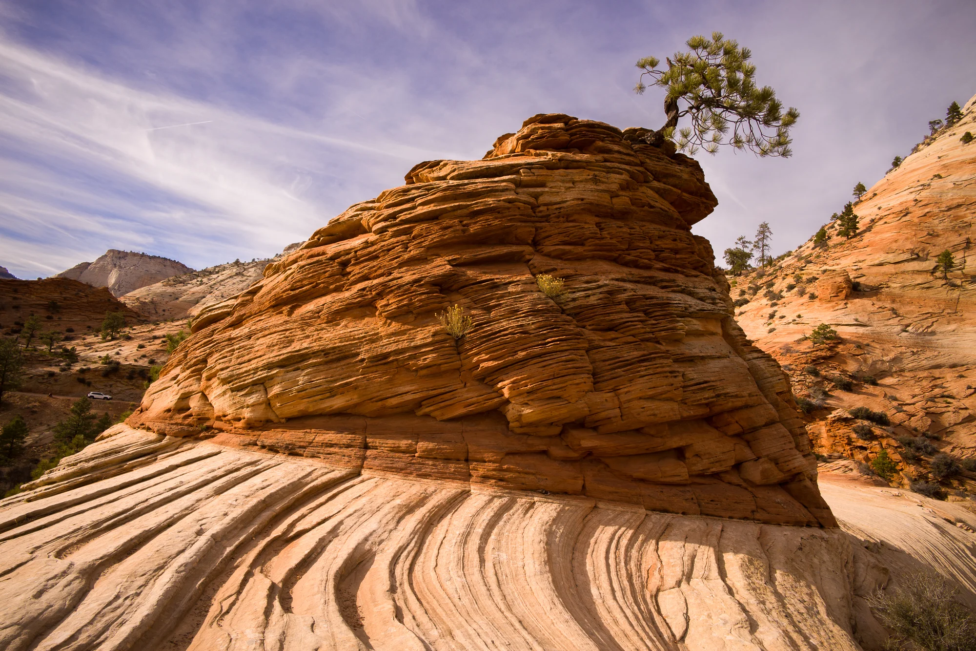 Tree on a Hoodoo on waved stone in Zion