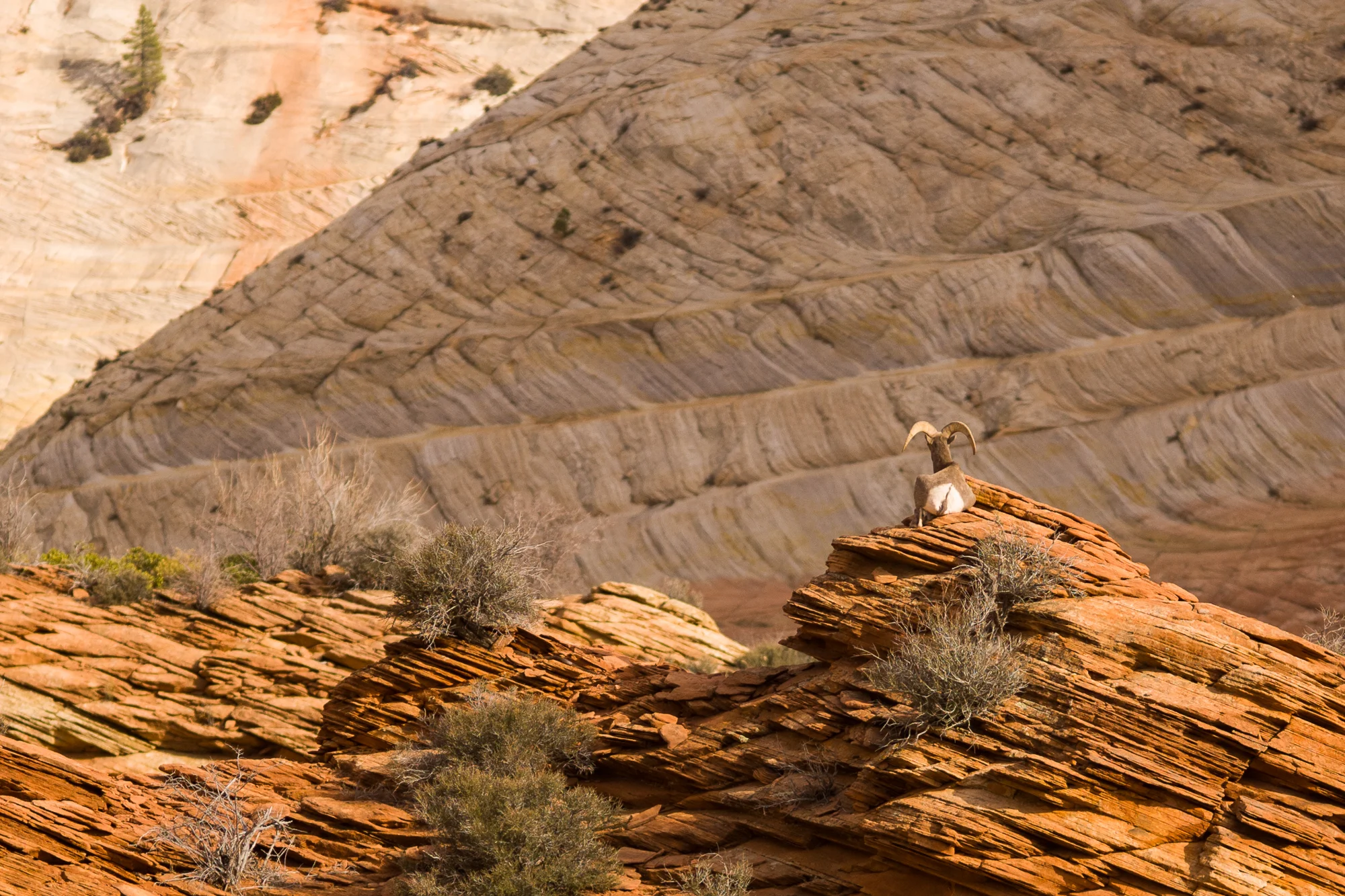 Bog Horn Sheep at Zion
