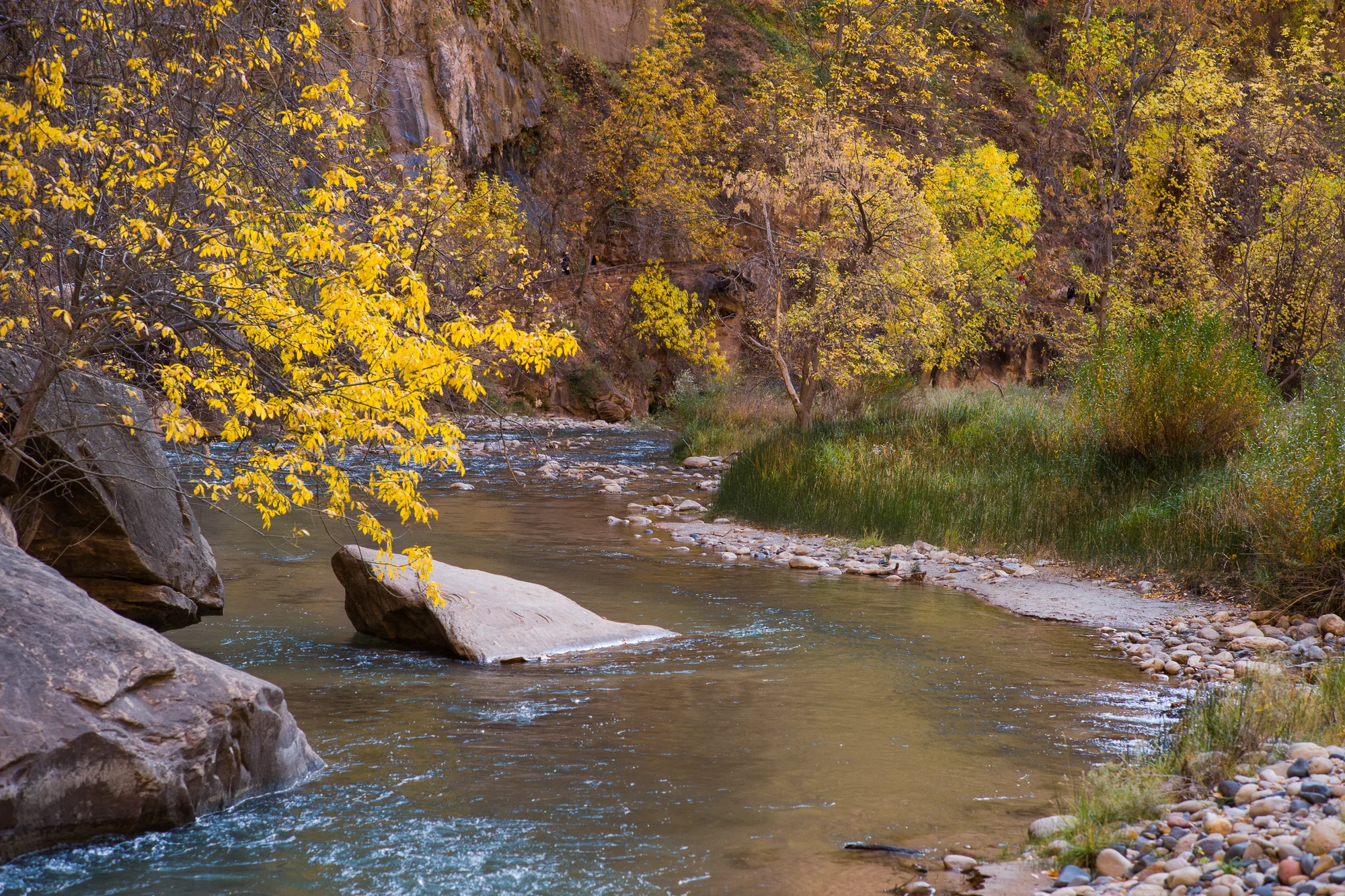 The Virgin River of Zion in Autumn