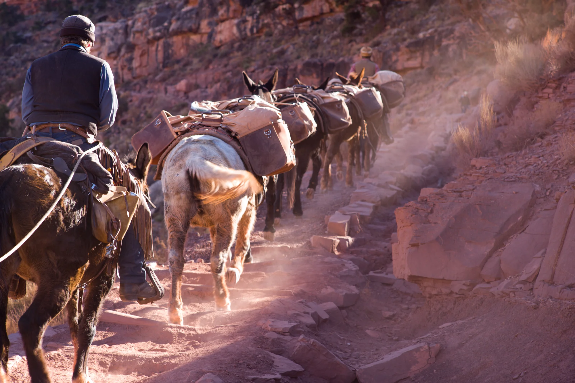 Mule Team on South Kaibab