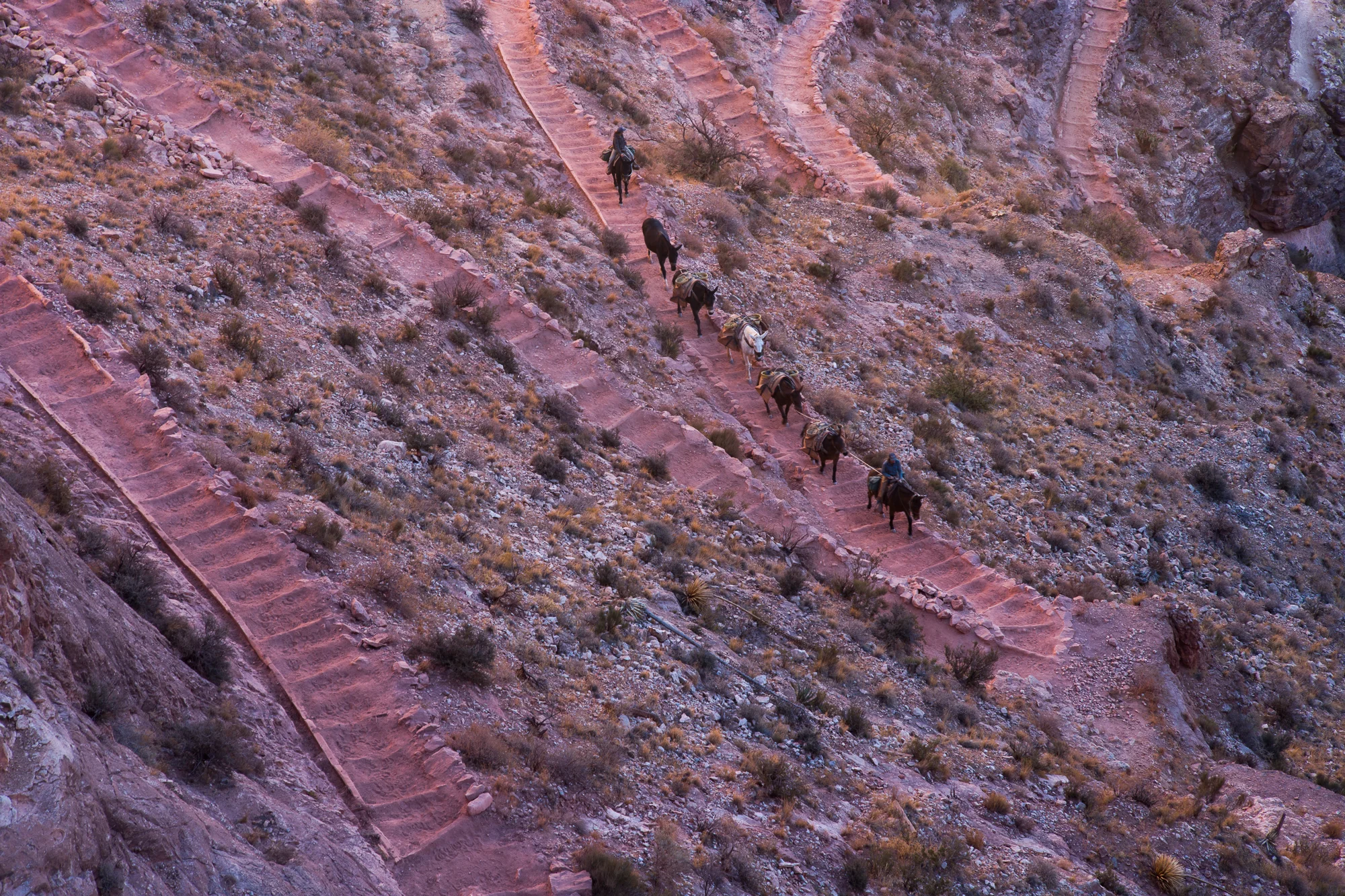 Mules on South Kaibab Trail