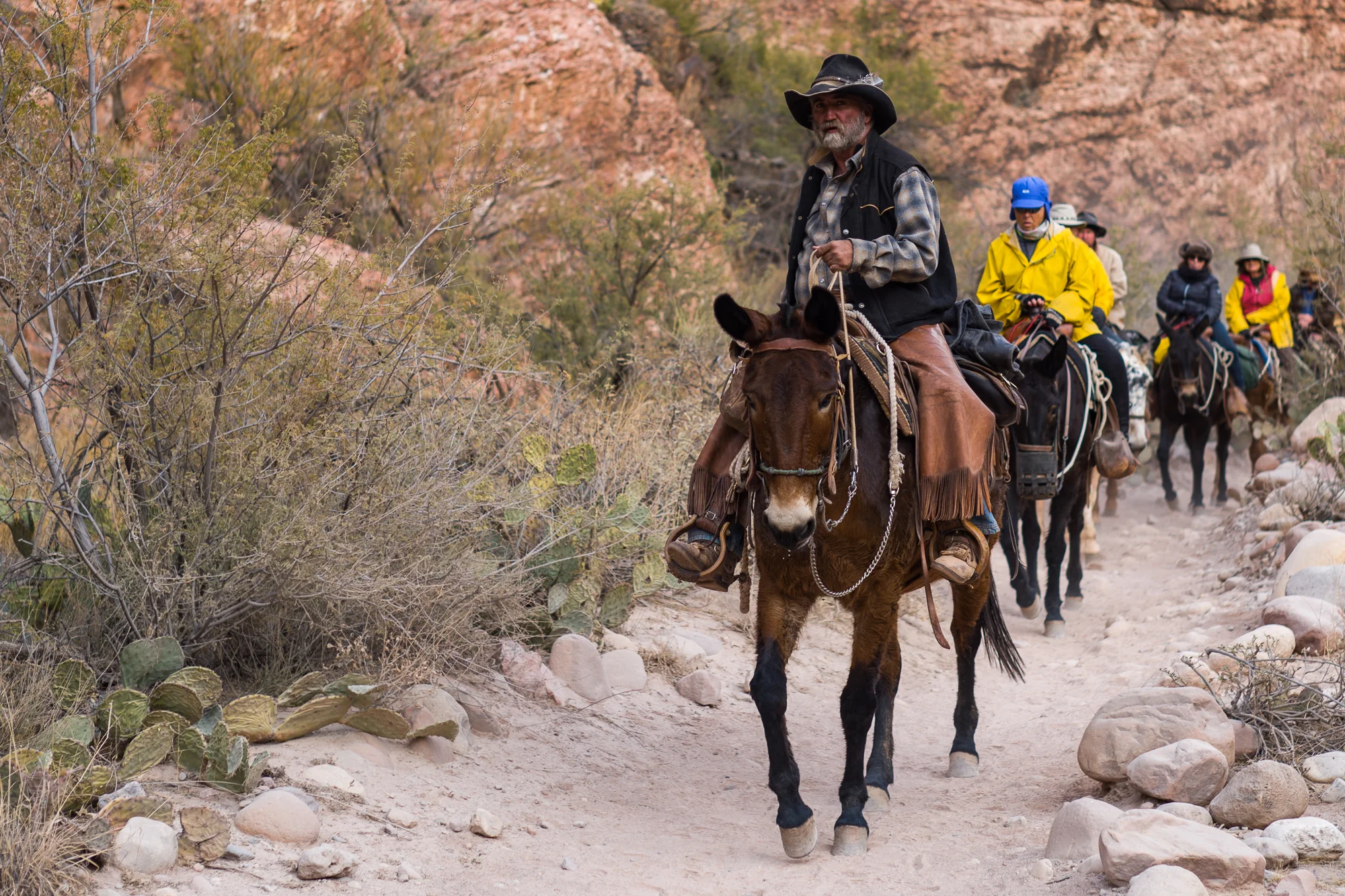Mule Team coming in to Phantom Ranch