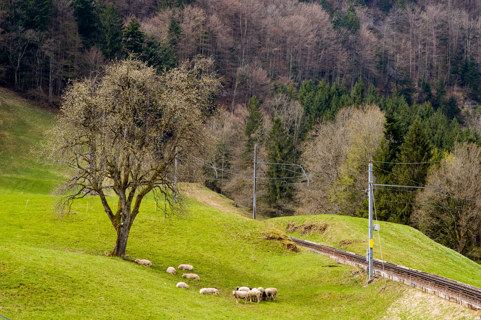 Pasture next to the Rigi Railway