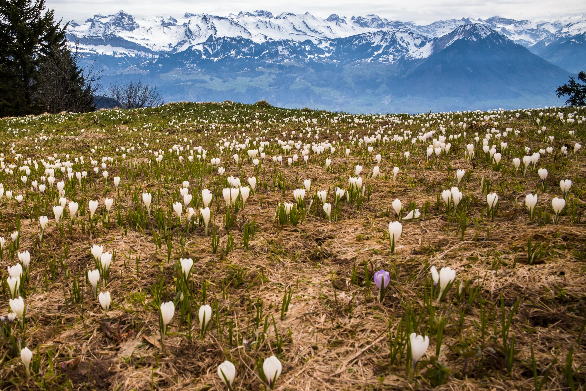 Crocus field on the Rigi