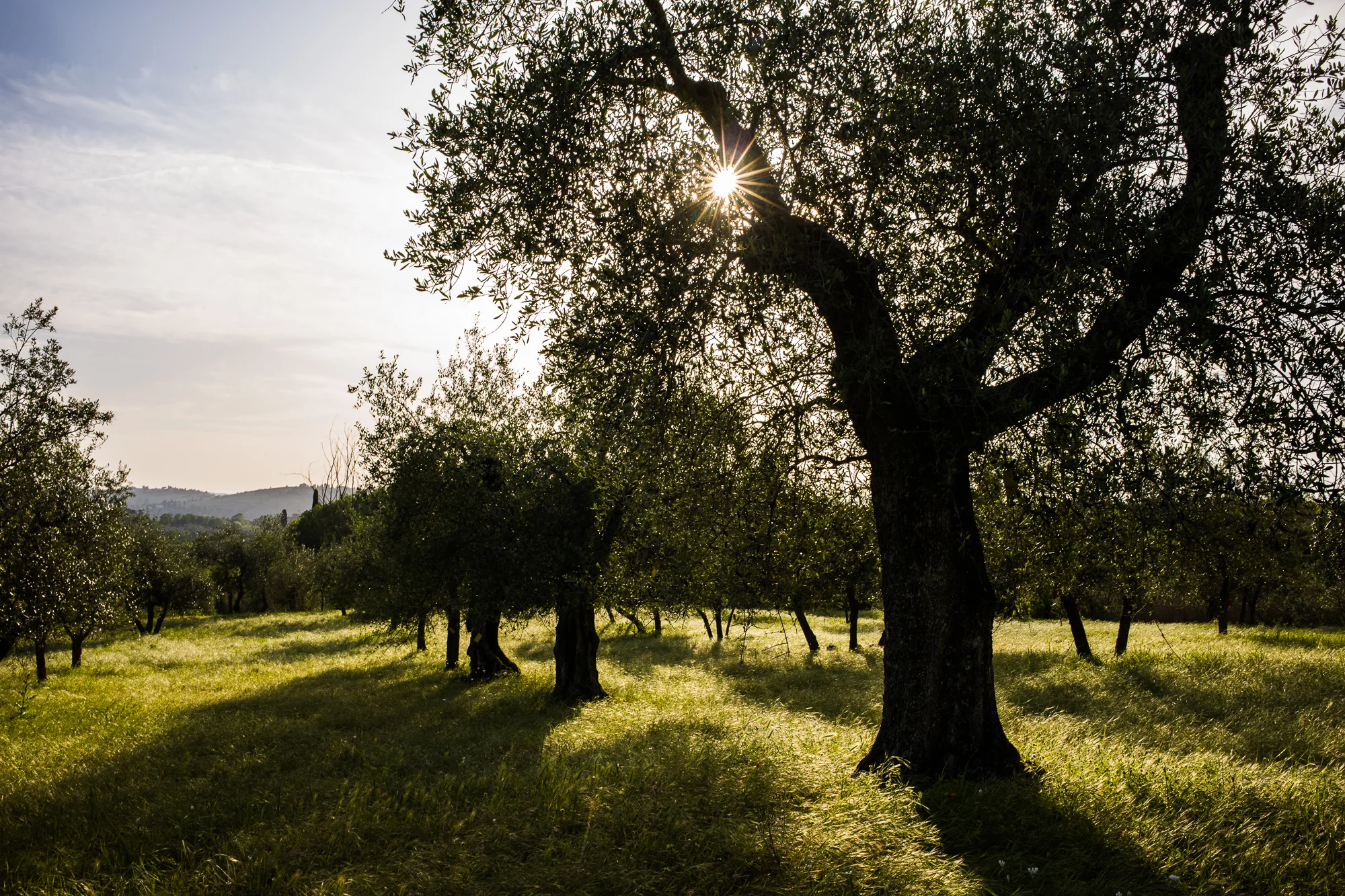 Olive Groves at the Tuscan Villa