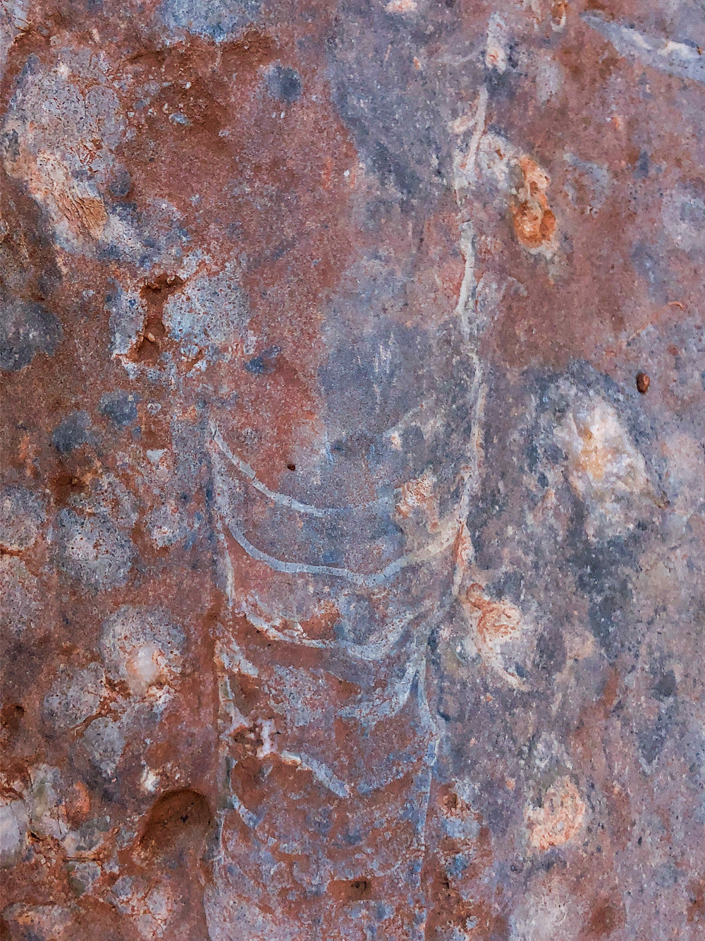 A nautiloid fossil