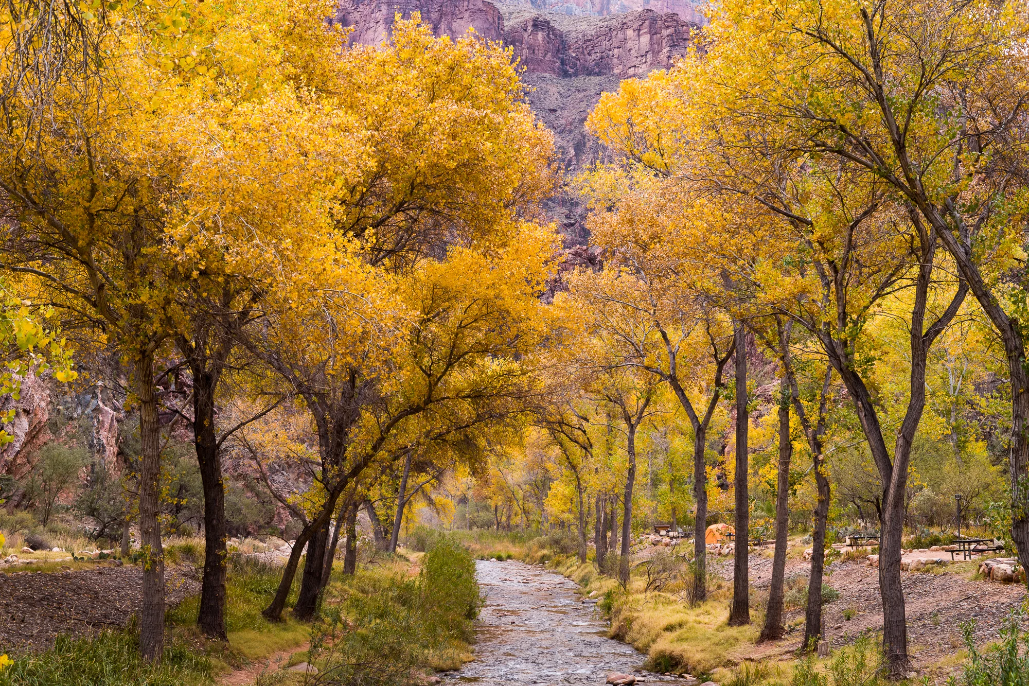 Bright Angel Creek in December