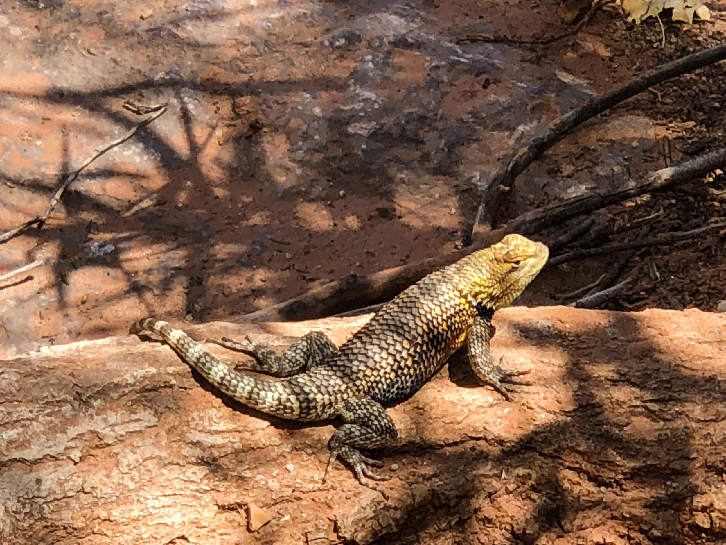 One of the locals above Deer Creek