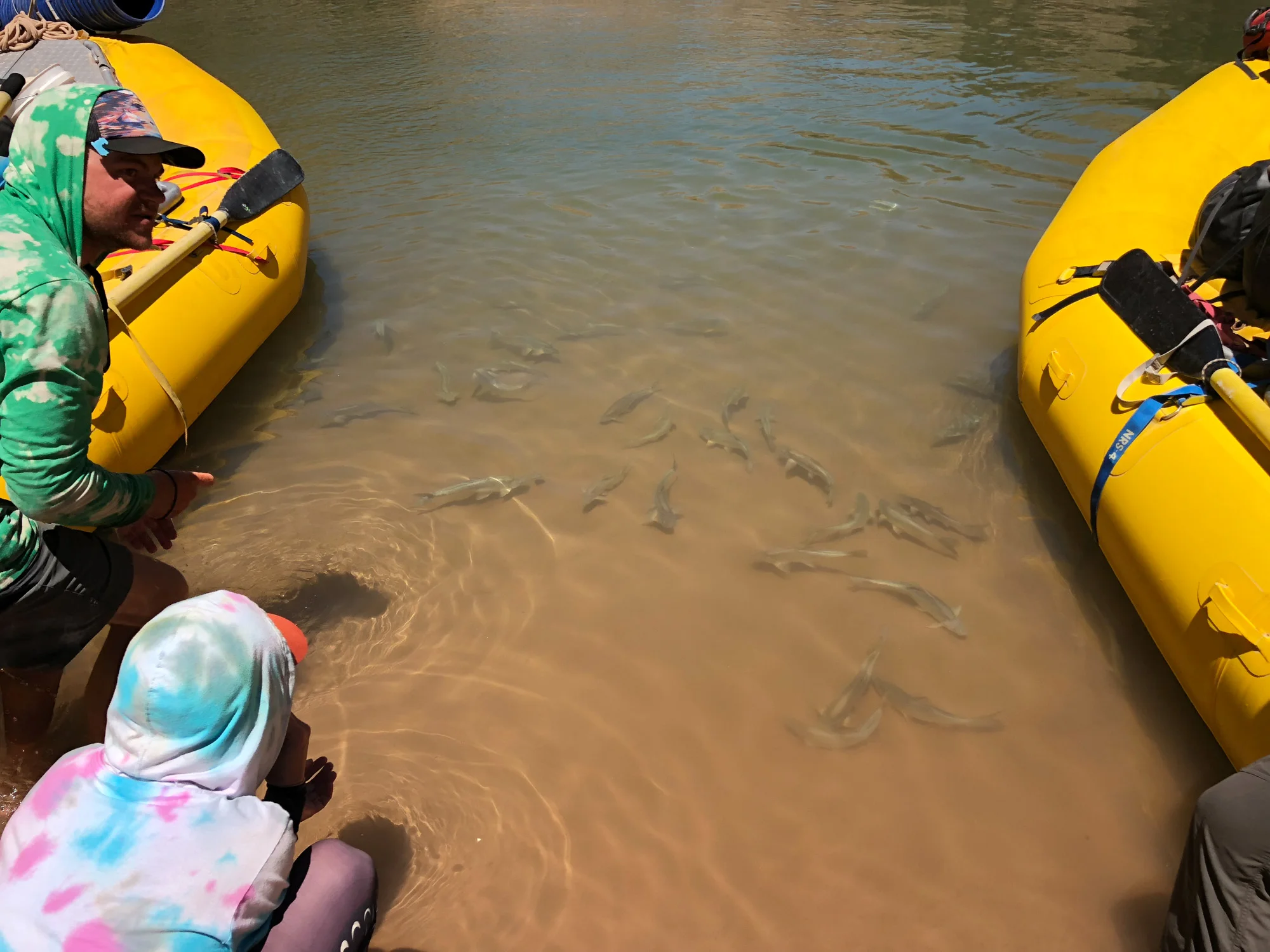 Fish in the Colorado River