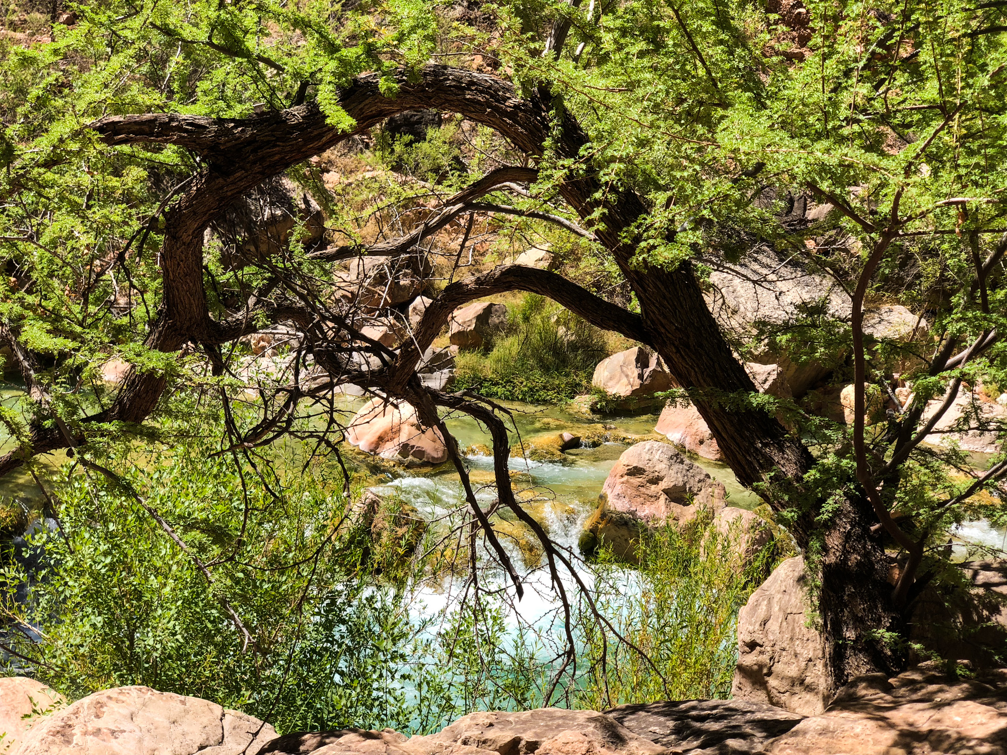  Lush vegetation in Havasu Canyon 