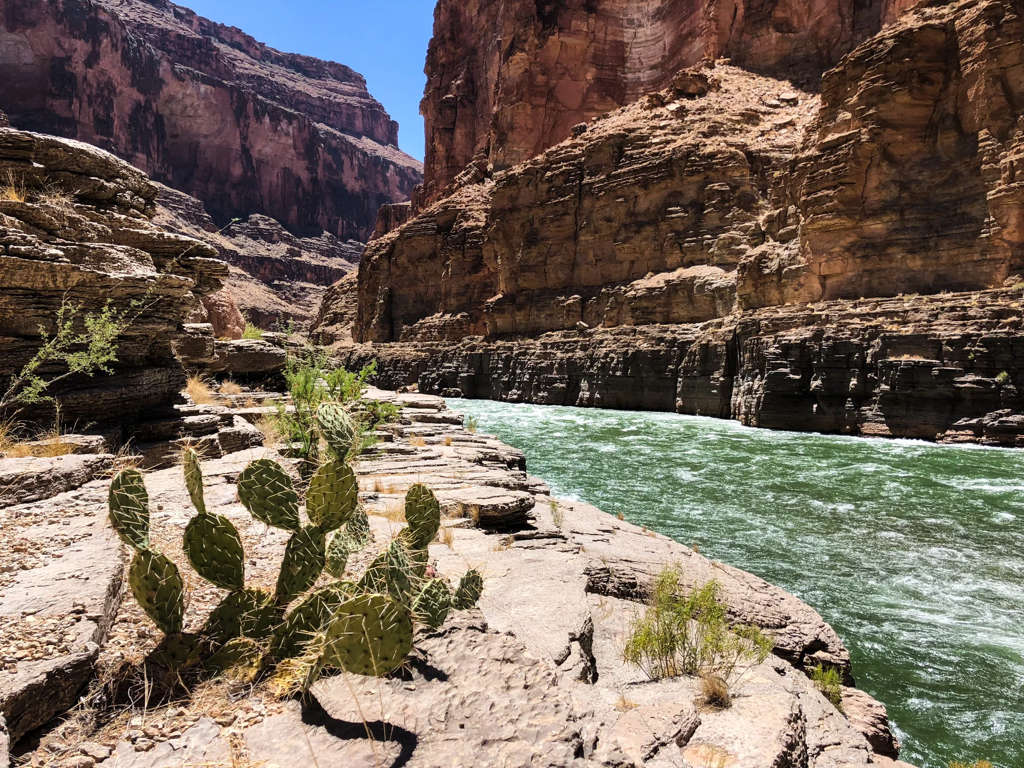 Cactus on the Colorado River at Havasu Creek