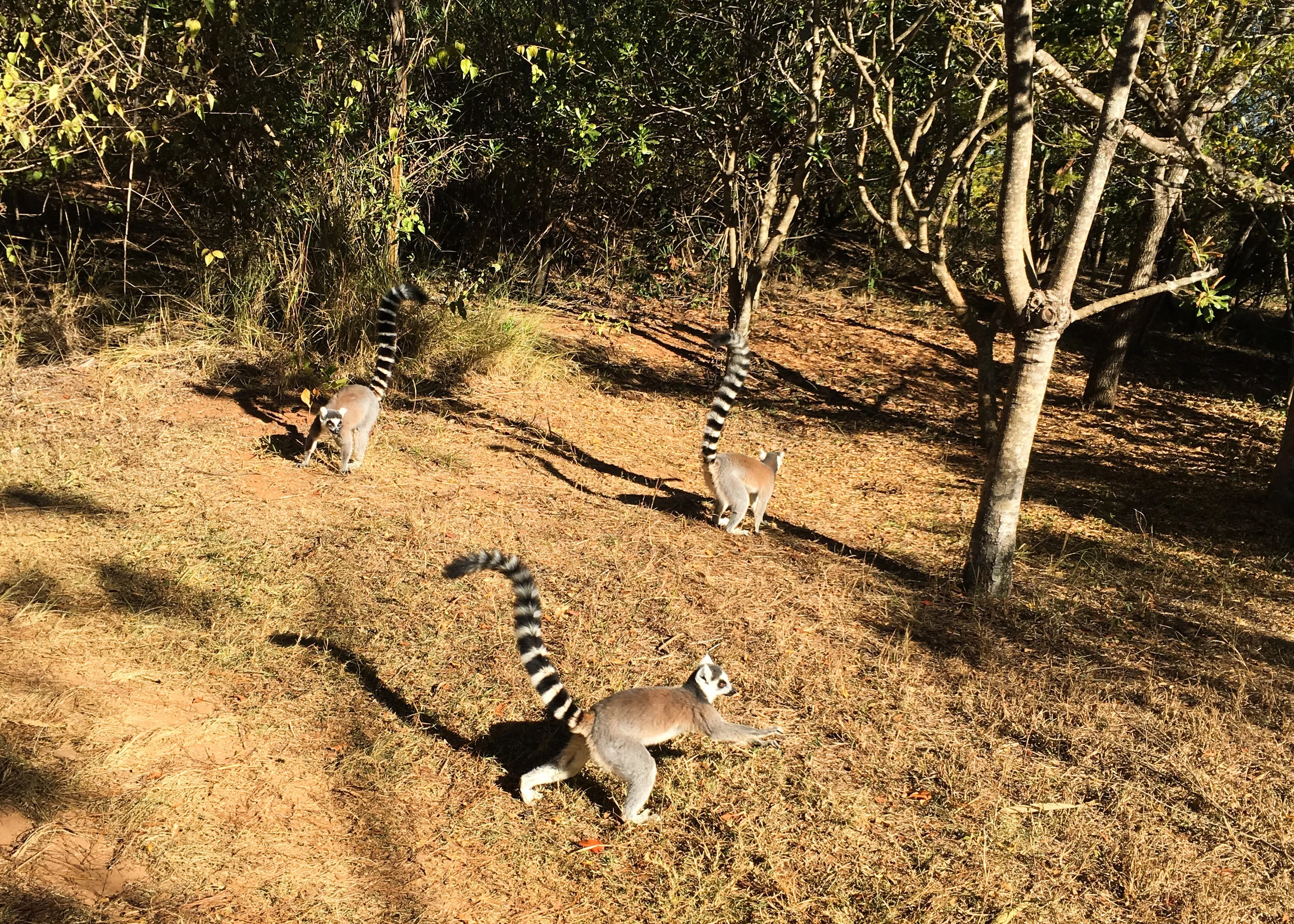 Ringtailed Lemurs