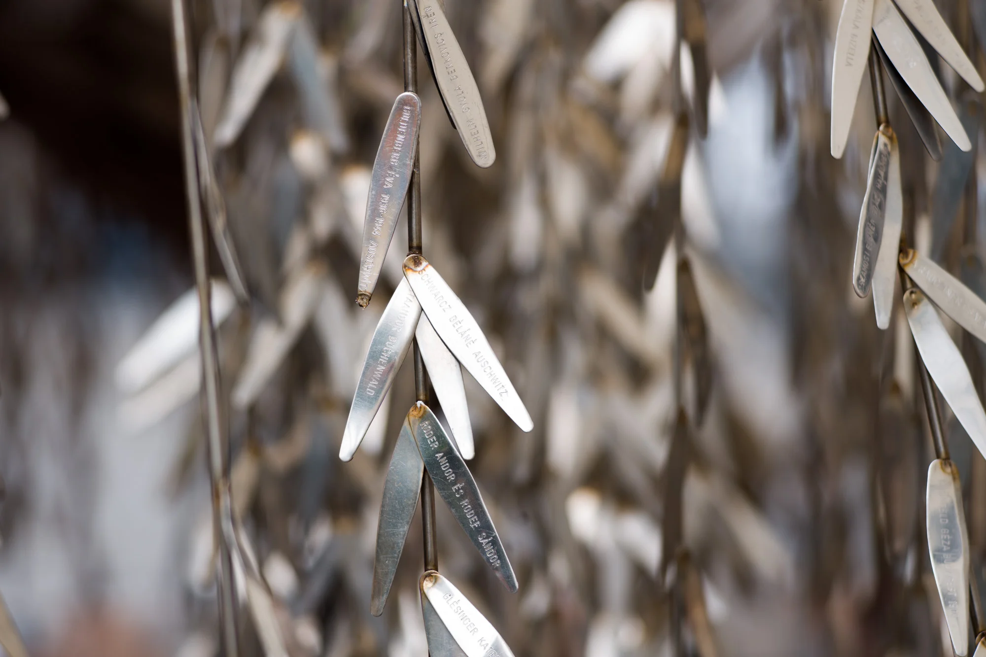 Leafs on the weeping willow tree