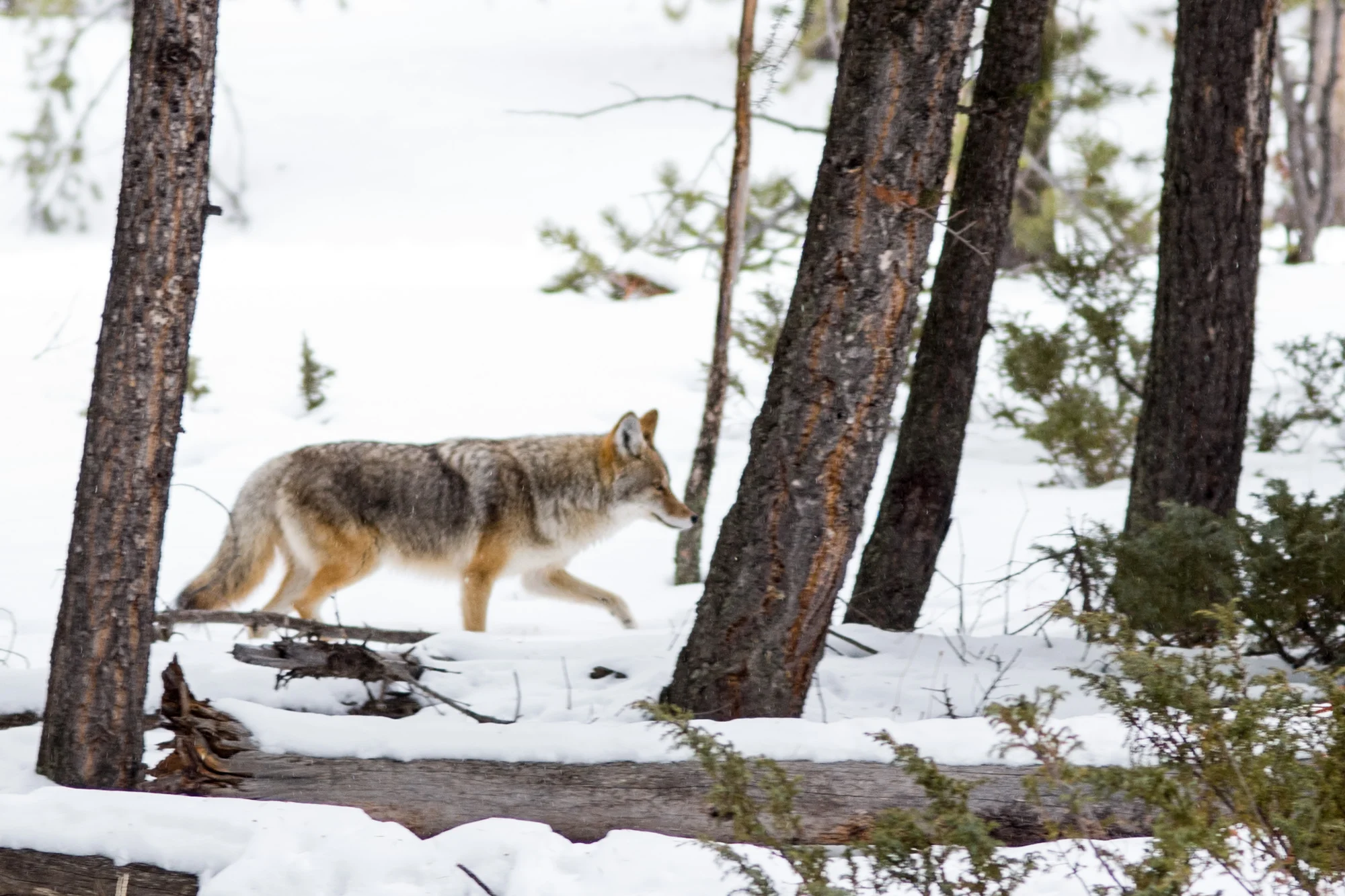 A coyote hunting for lunch