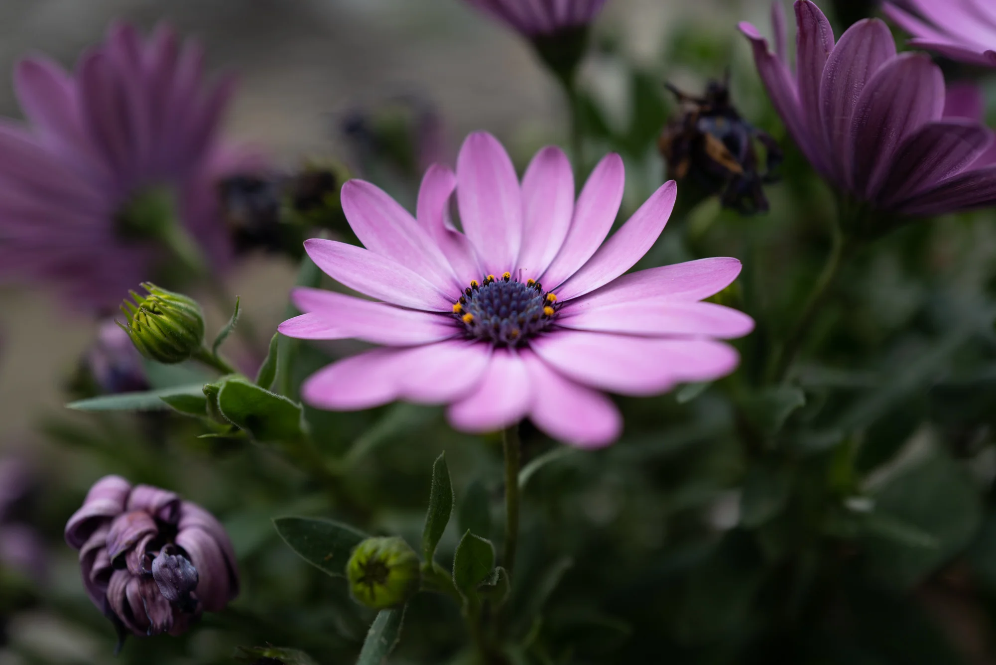 A wild flower in Papigo, Greece. Taken handheld with the Leica Q2 in Macro mode.