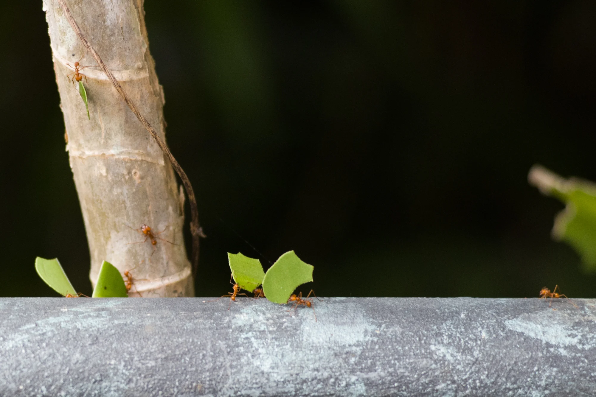 Watching leaf cutting ants is hypnotic