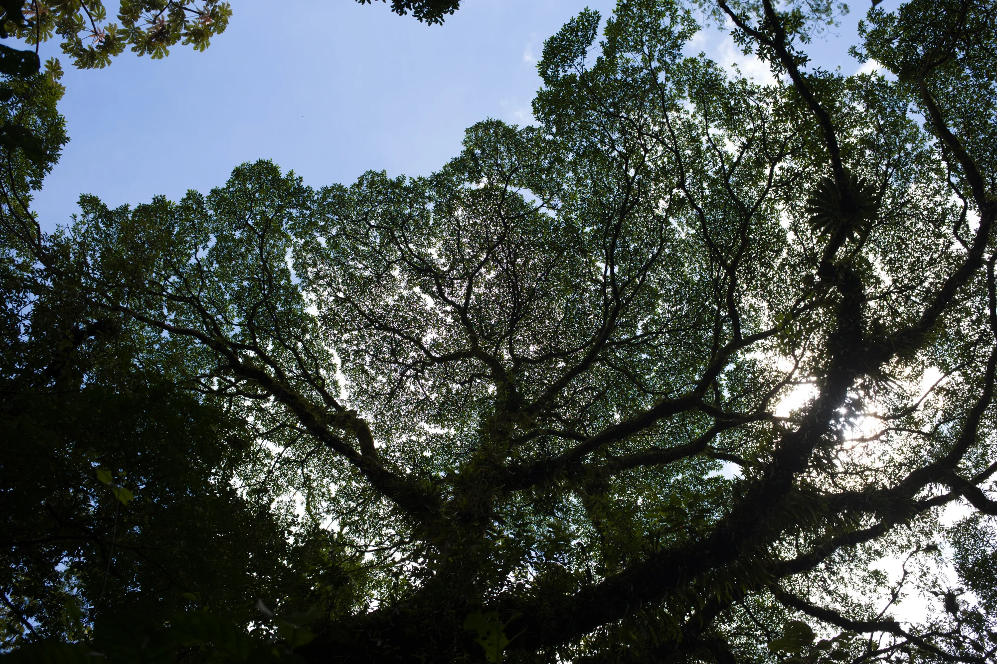 The fractal patterns of the rain forest canopy backlit by the tropical sun