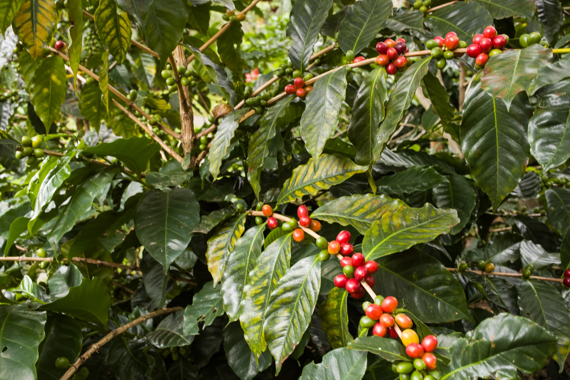 Bright red ripe coffee cherries on the bush