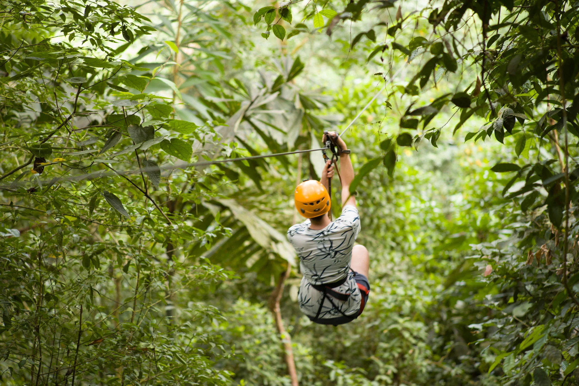 Zipping through the canopy
