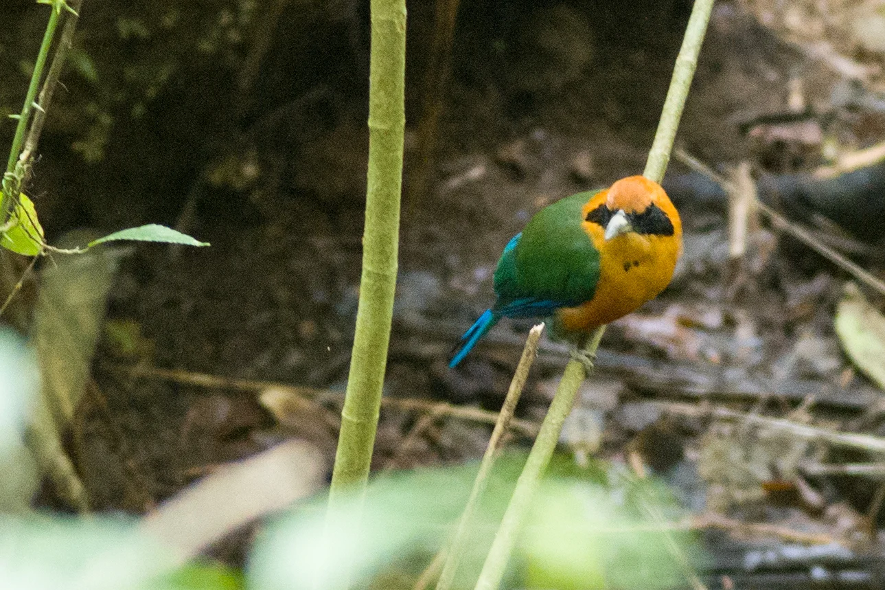 A colorful bird in the rain forest