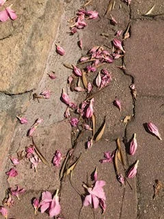 blossoms.jpg