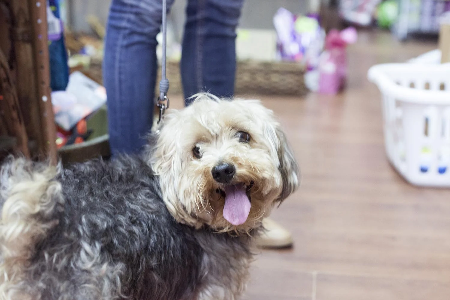 puppy store in brooklyn