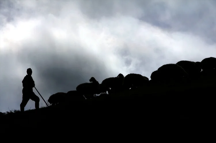 Leading and Caring for the Flock