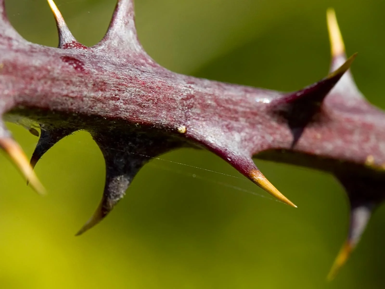 The Thorn