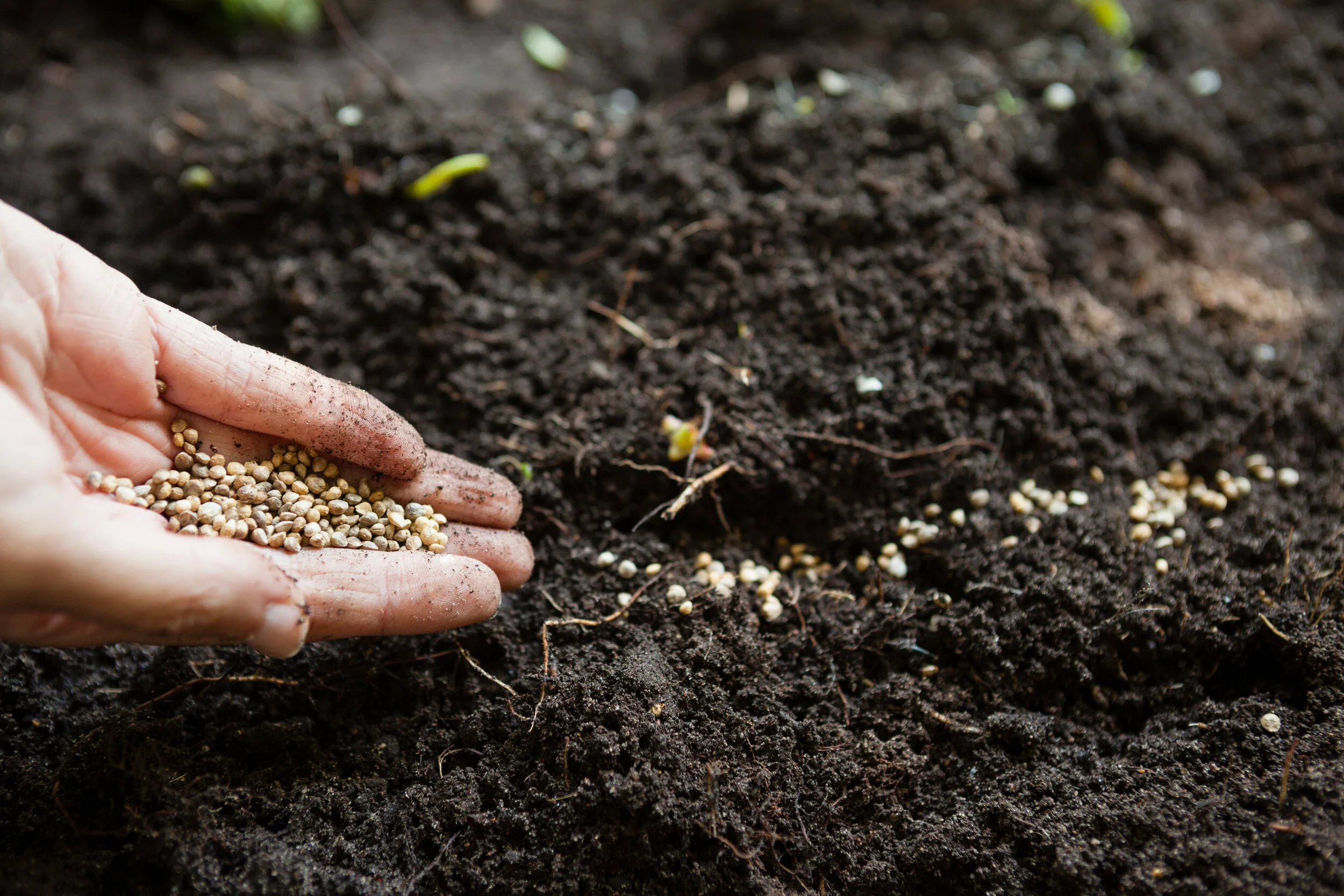 cropped-hands-of-woman-with-seeds-over-dirt-2ATPUXU.jpg