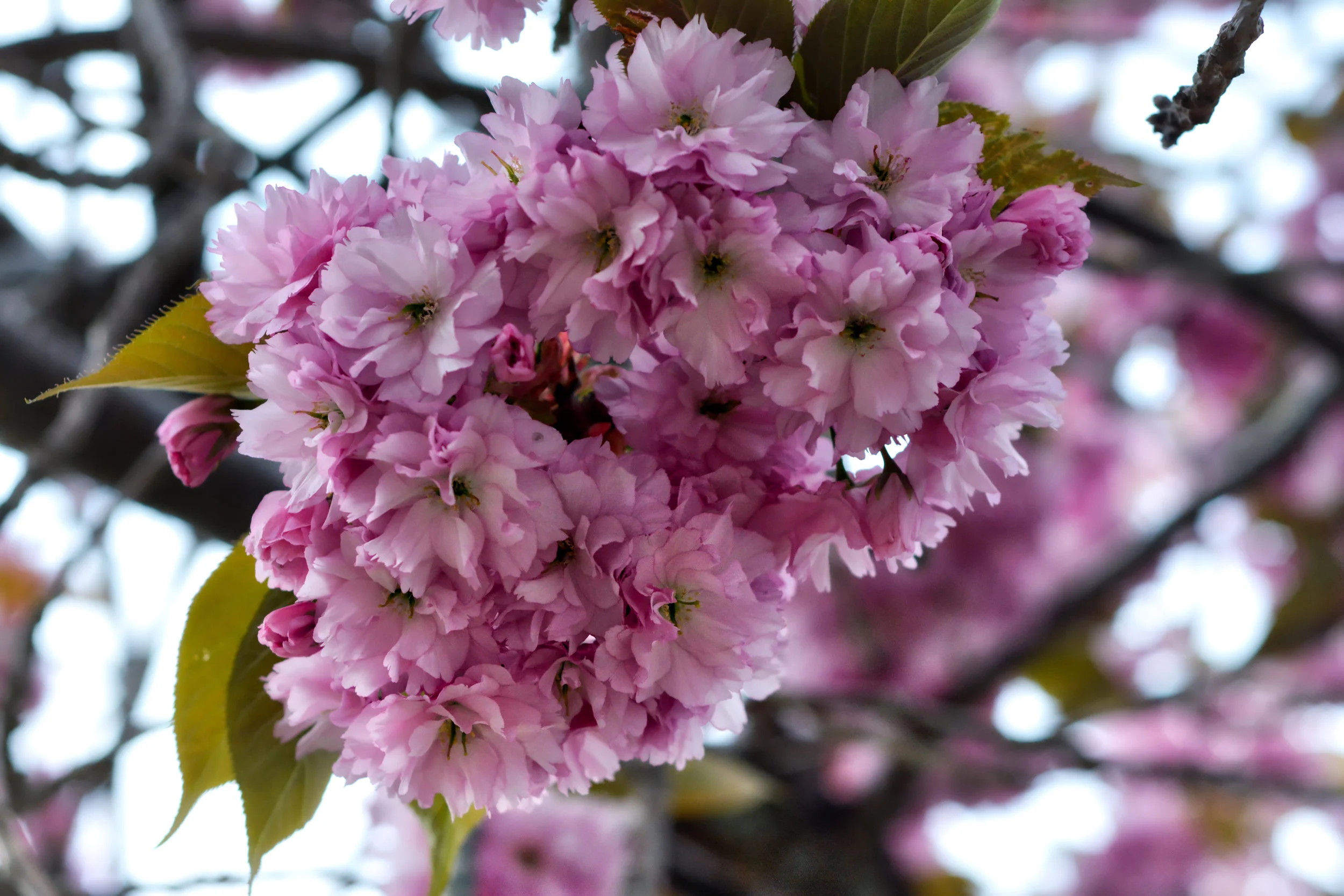 2019 Spring Interim Meeting