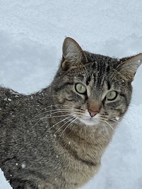 CHRISTMAS COMMUNICATOR NEWS LETTER: WHY CATS PURR