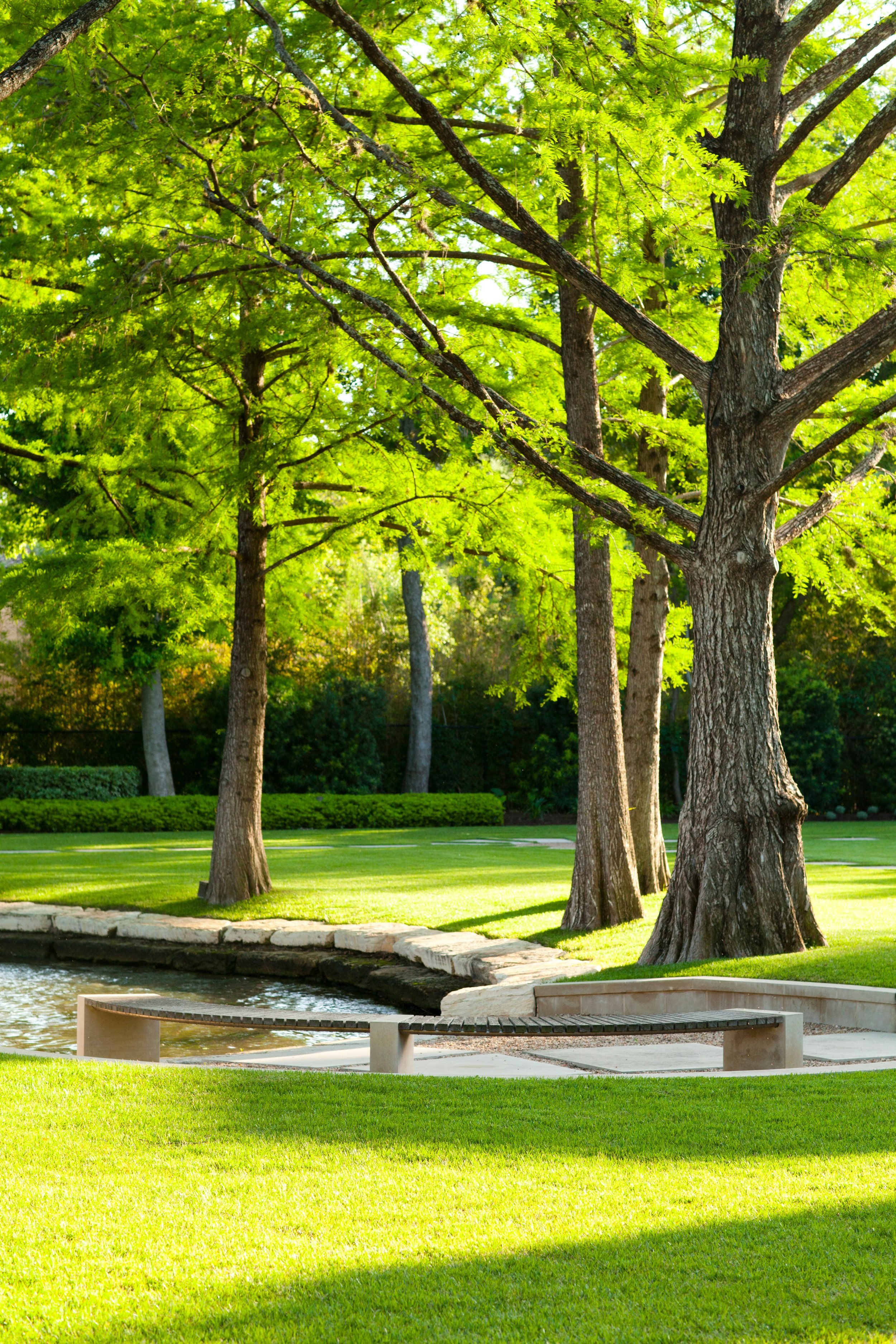 Bald Cypress - Bench.jpg