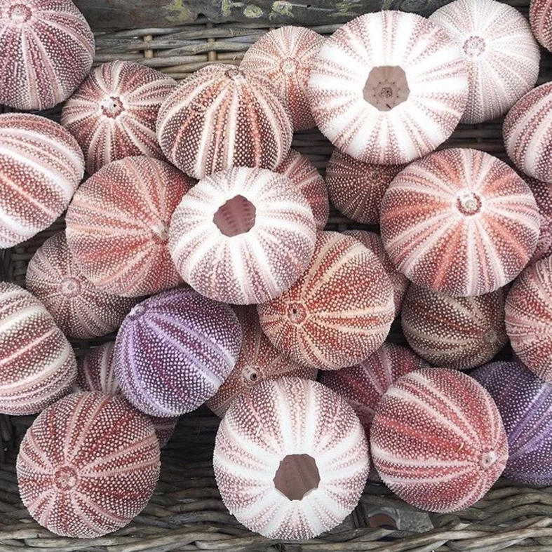 pinkseaurchin.jpg