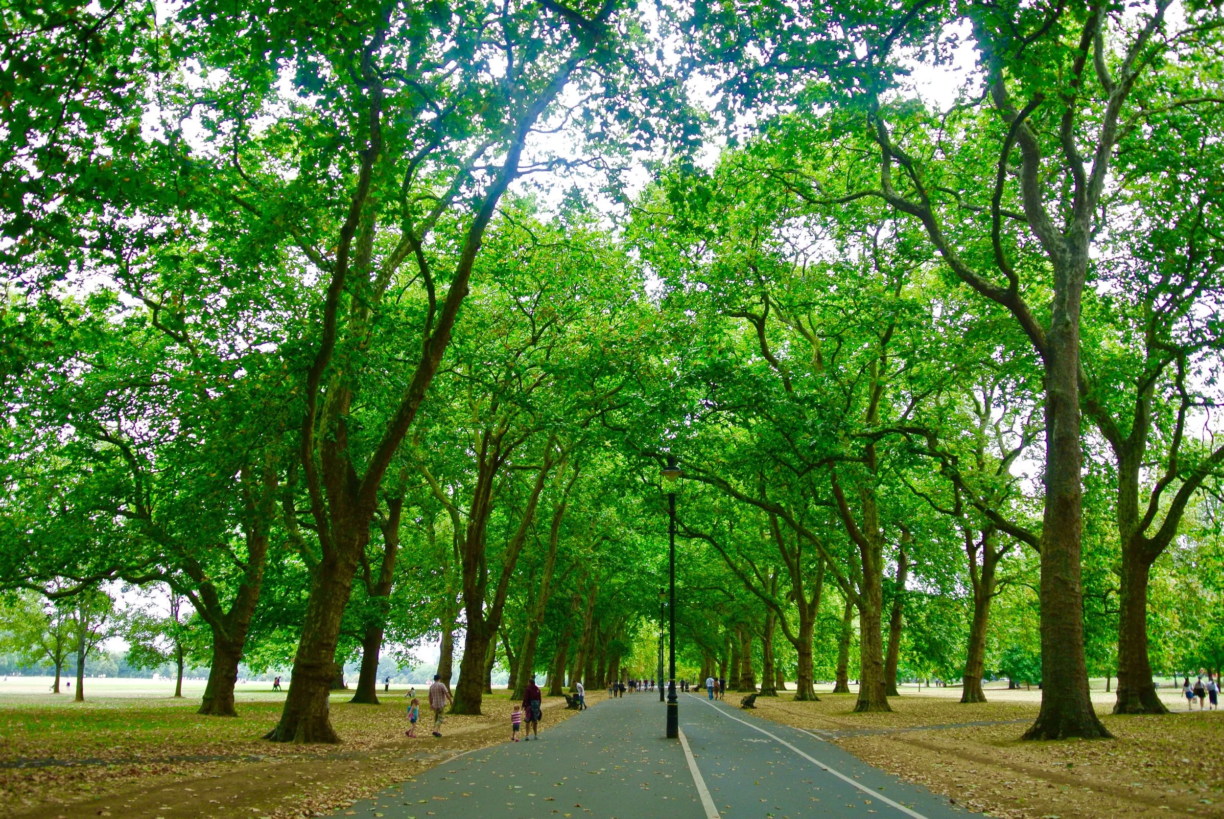 Hyde Park in August