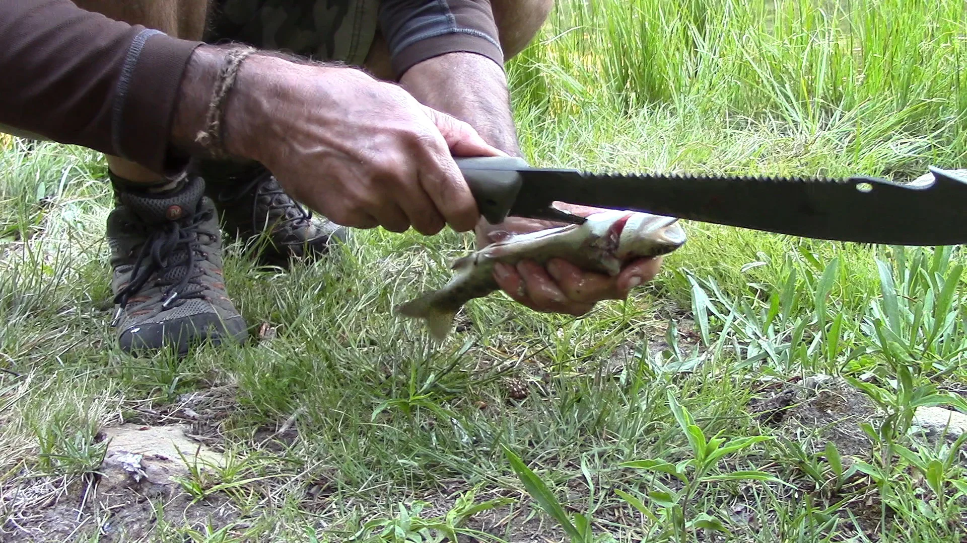 Spur RB trout_0003.jpg