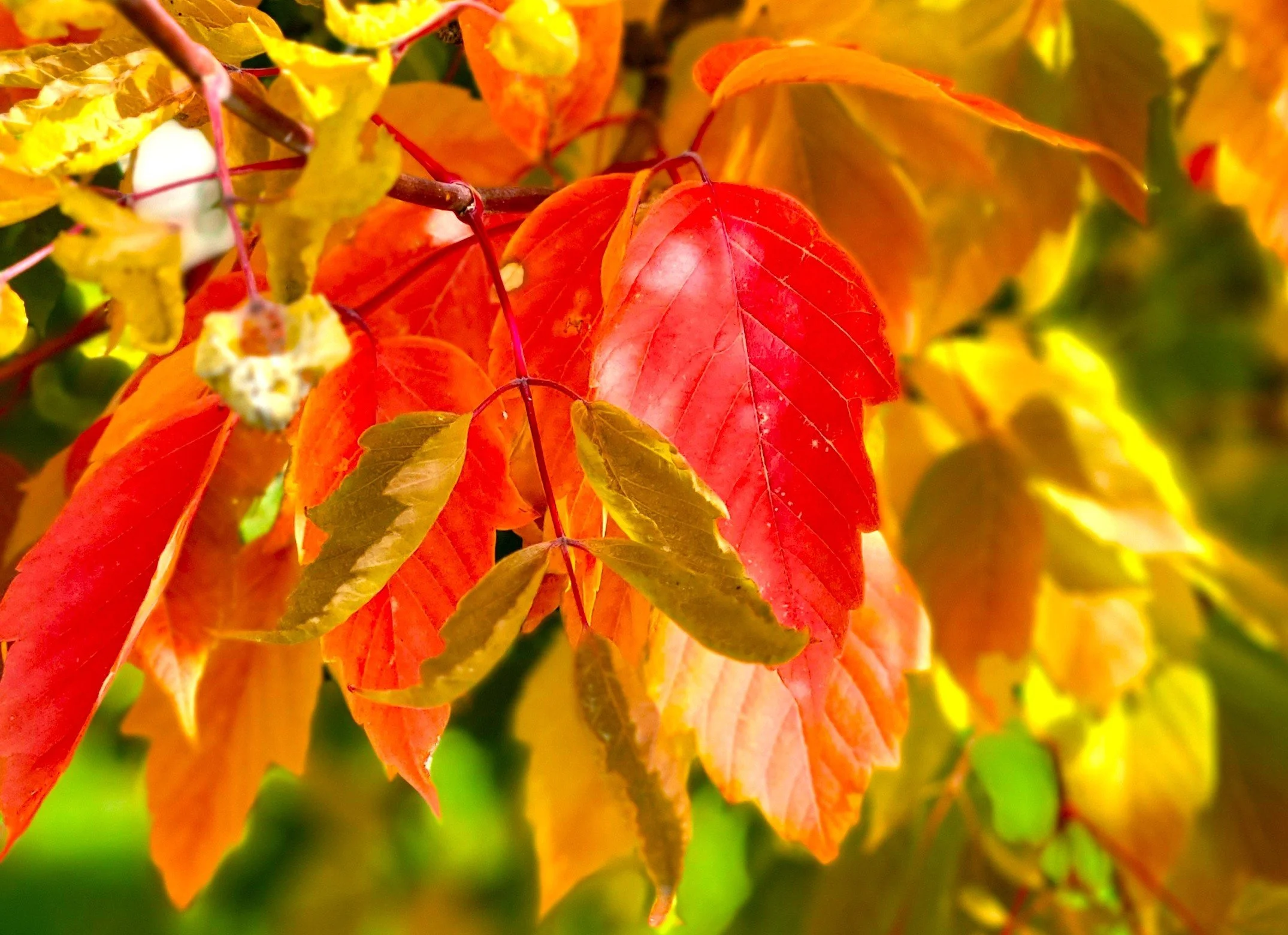 Fall Leaves #7.jpg