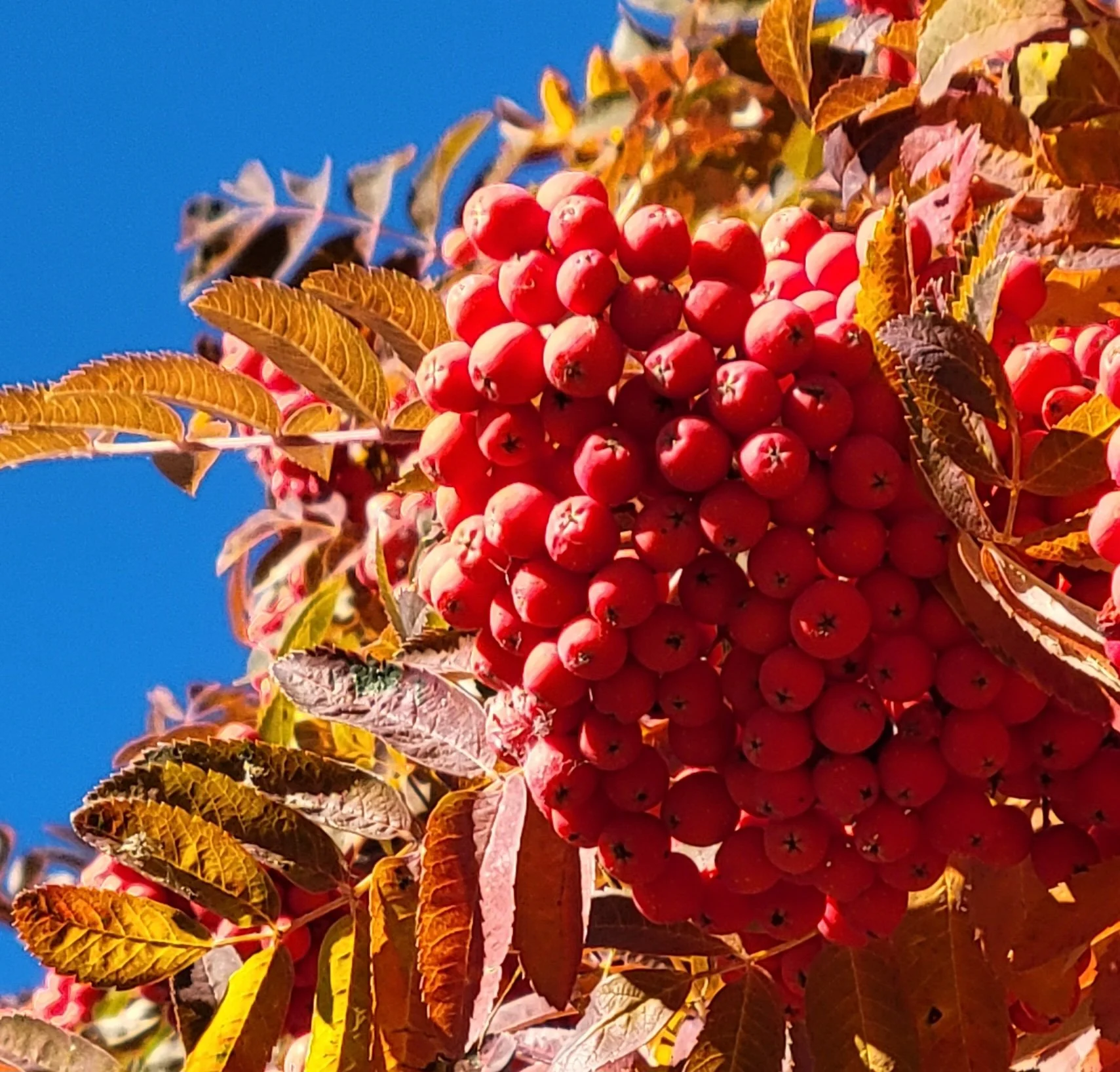 Fall Leaves & Berries.jpg